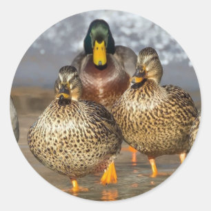 Sticker Rond Photo de la faune de Mallard Ducks