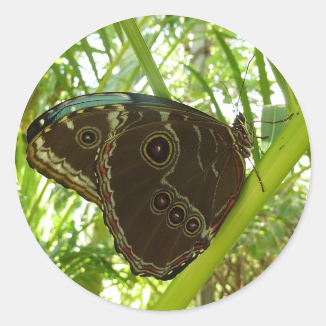 Sticker Rond Photo de la nature du papillon bleu Morpho (Devant)