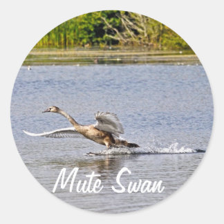 Sticker Rond Photo de la sauvagine de la faune du cygne muet