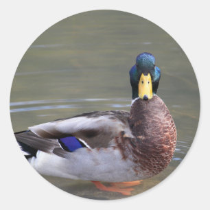 Sticker Rond Photo de Mallard Duck Drake Water