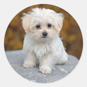 Sticker Rond Photo de Maltese White Puppy