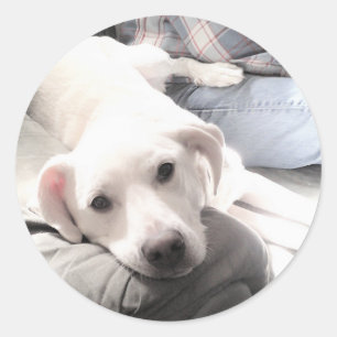 Sticker Rond Photo de mignon chien blanc fatigué avec meilleur