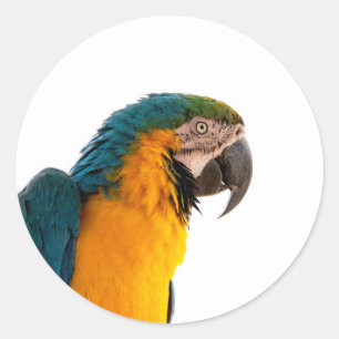 Sticker Rond Photo de perroquet Ara