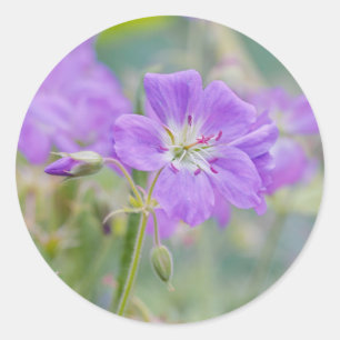 Sticker Rond Photo de rêve de nature de géranium sauvage violet