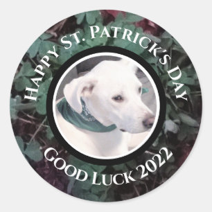 Sticker Rond Photo de Shamrocks verts de chien blanc mignon
