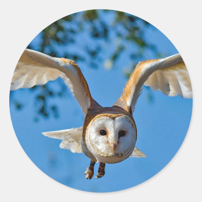 Sticker Rond Photo de vol de Barn Owl (Devant)