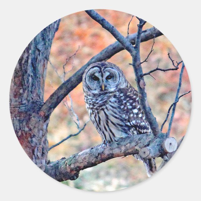 Sticker Rond Photo de Wildlife Barred Owl Tree (Devant)