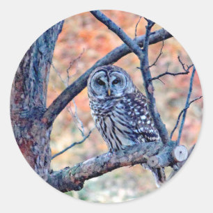 Sticker Rond Photo de Wildlife Barred Owl Tree