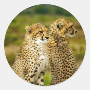 Sticker Rond Photo de Wildlife Cheetah