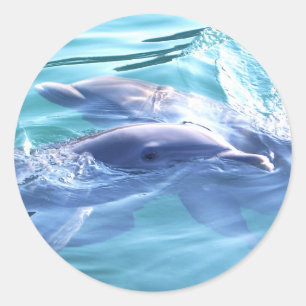 Sticker Rond Photo des dauphins