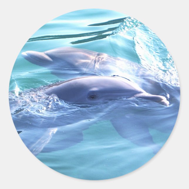 Sticker Rond Photo des dauphins (Devant)