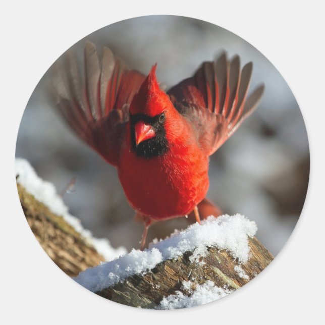 Sticker Rond Photo du cardinal Landing (Devant)