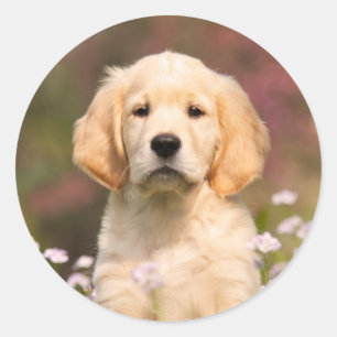 Sticker Rond Photo d'un animal à visage de chiot, un joli chien