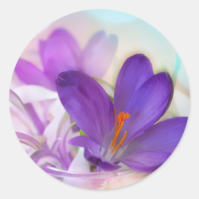Sticker Rond Photo d'un joli Crocus de printemps violet (Devant)