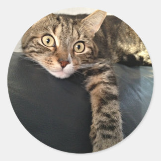 Sticker Rond Photo En Couleur Du Chat Relaxant