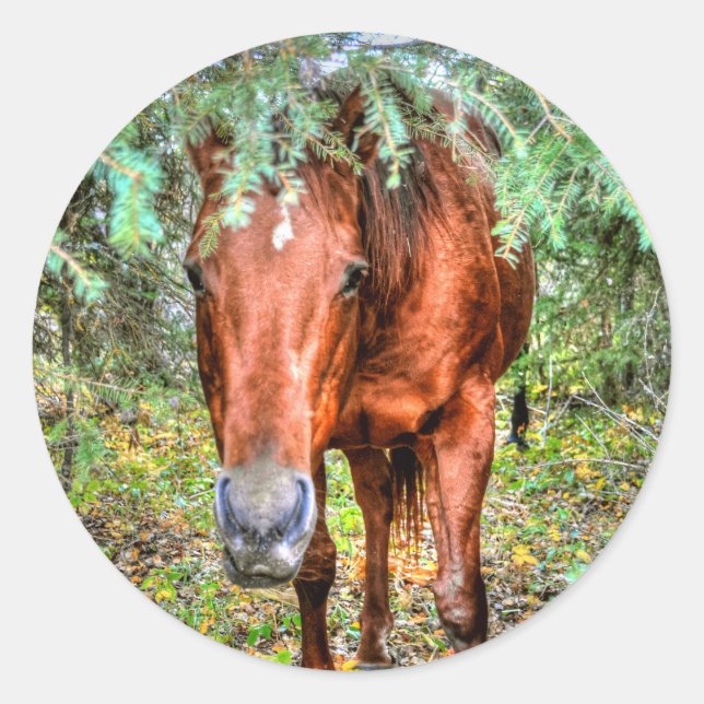 Sticker Rond Photo équine d'un amateur de chevaux sur un ranch  (Devant)
