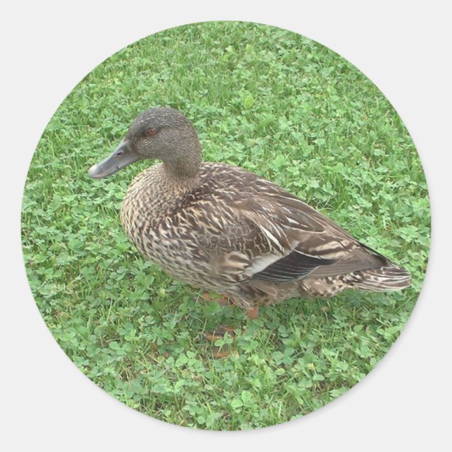 Sticker Rond Photo féminine de Mallard Duck (Devant)