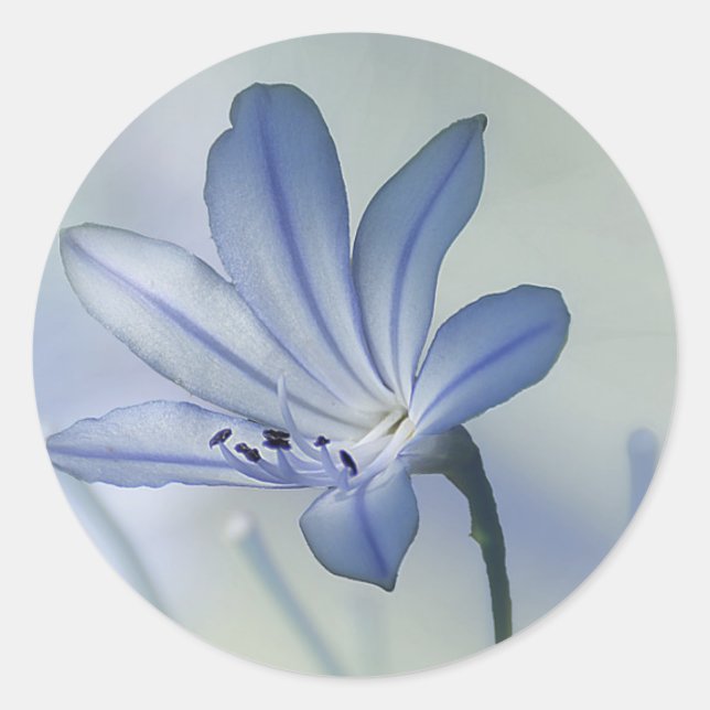 Sticker Rond Photo Fleur Bleue Frais (Devant)