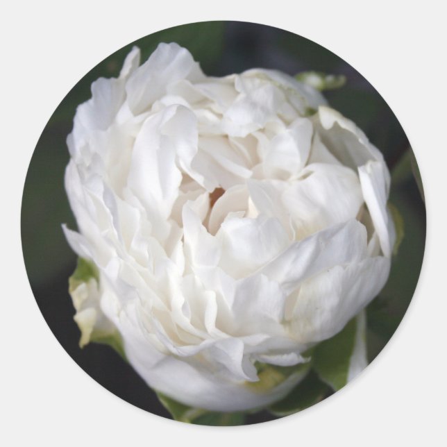 Sticker rond photo florale White Peony (Devant)