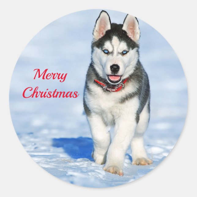 Sticker Rond Photo Husky Puppy Neige Noël (Devant)