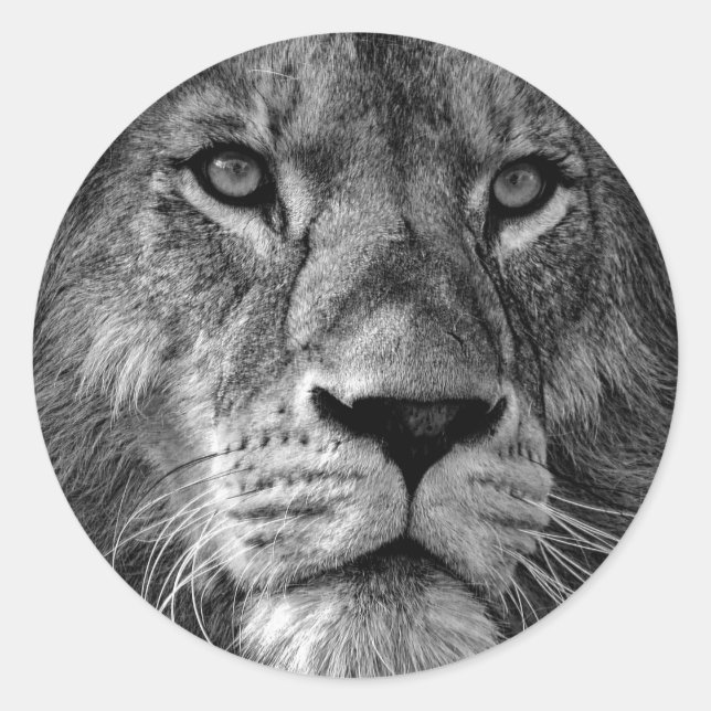 Sticker Rond Photo Lion noir et blanc (Devant)