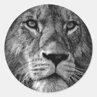 Photo Lion noir et blanc