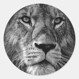 Sticker Rond Photo Lion noir et blanc