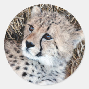 Sticker Rond Photo mignonne de CUB de guépard