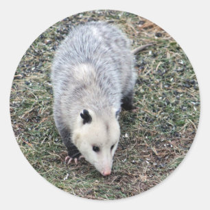 Sticker Rond Photo Opossum