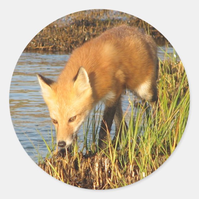 Sticker Rond Photo Red Fox (Devant)