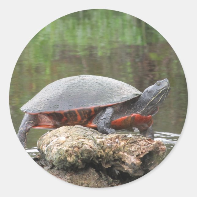 Sticker Rond Photo Tortue peinte (Devant)
