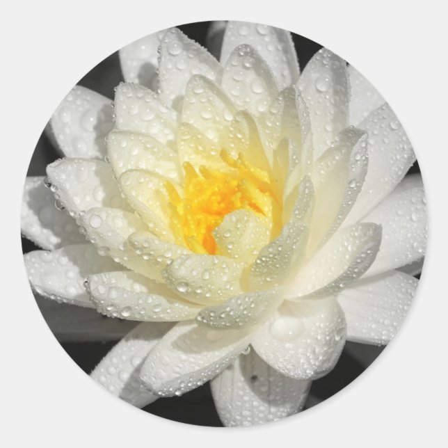 Sticker Rond Photo White Water Lily (Devant)