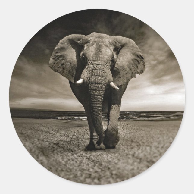 Sticker Rond Photo Wildlife Bull Elephant (Devant)