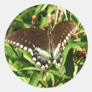Sticker Rond Photographie de la nature du papillon noir Swallow