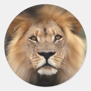 Sticker Rond Photographie de lions