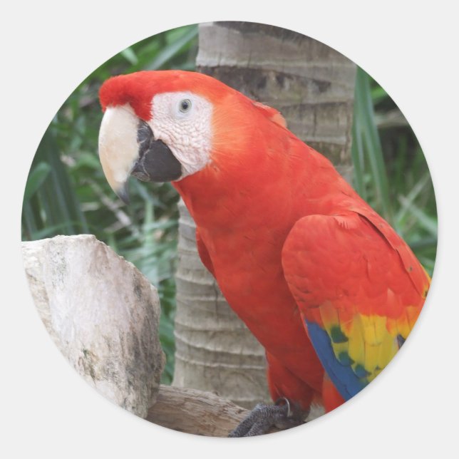 Sticker Rond Photographie de Scarlet Macaw (Devant)