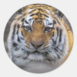 Sticker Rond Photographie de tigre sibérien