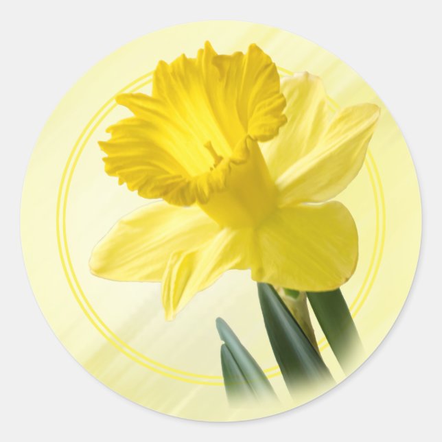 Sticker Rond Photographie florale Daffodile Jaune Nature Pic (Devant)