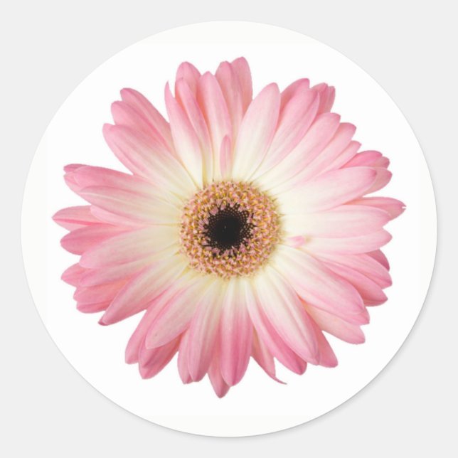 Sticker Rond Photographie rose et blanc Gerbera Fleur marguerit (Devant)