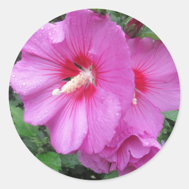 Sticker Rond Photographie rose florale (Devant)