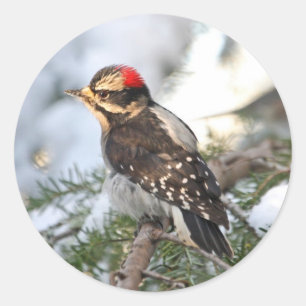 Sticker Rond Pic Downy