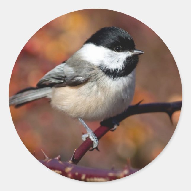 Sticker Rond Pickadee (Devant)