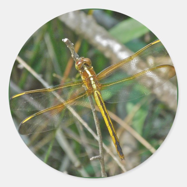 Sticker Rond Pièces de libellules de Meadowhawk d'or (Sympetrum (Devant)