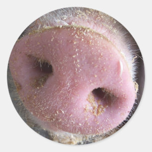 Sticker Rond Pig rose gros plan photo