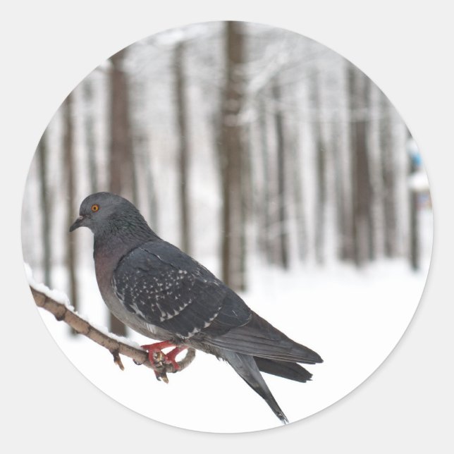 Sticker Rond Pigeon (Devant)