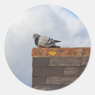 Sticker Rond Pigeon bonjour
