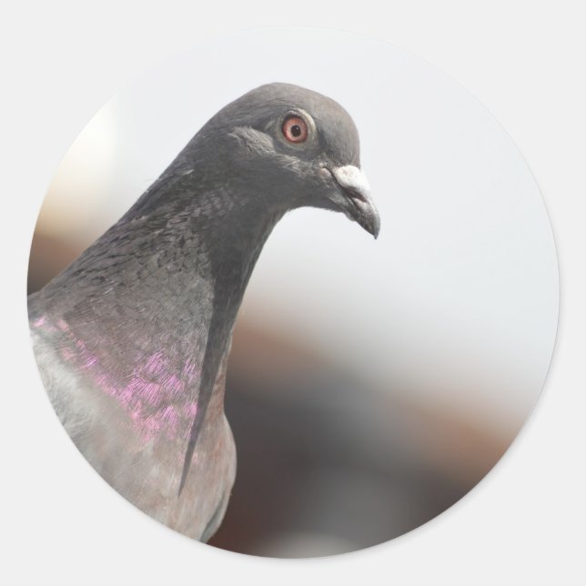 Sticker Rond Pigeon de course (Devant)