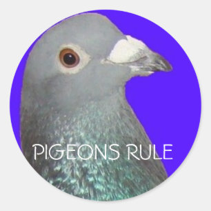 Sticker Rond Pigeon de course blu arrière - plan, PIGEONS RULE