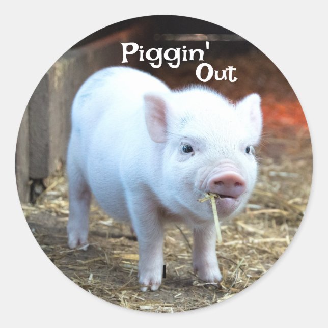 Sticker Rond Piggin' Out Farm Life (Devant)
