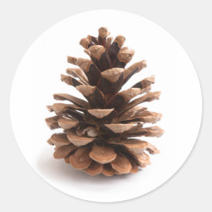 Sticker Rond Pinecone